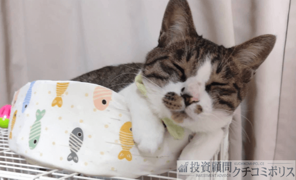 有限亭玉介　アル　愛猫